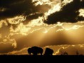 /album/galeria-de-fotos/american-bison-clouds-26487-600x450-jpg/